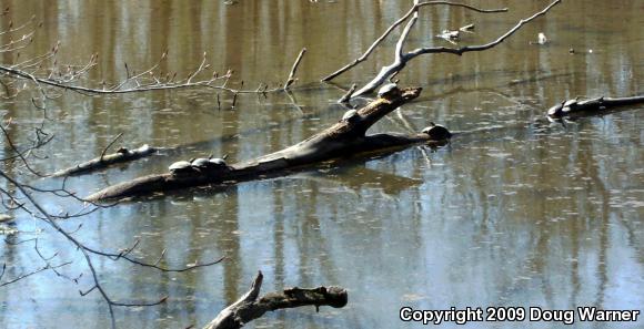 Eastern Painted Turtle (Chrysemys picta picta)