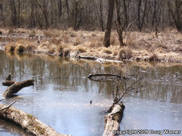 Eastern Painted Turtle (Chrysemys picta picta)