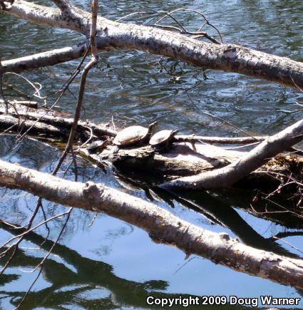 Eastern Painted Turtle (Chrysemys picta picta)