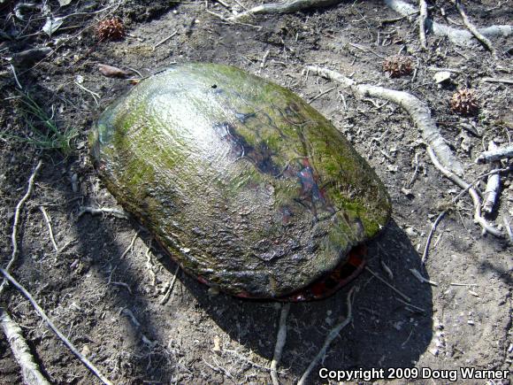 Northern Red-bellied Cooter (Pseudemys rubriventris)