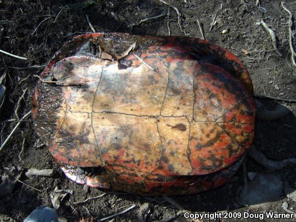 Northern Red-bellied Cooter (Pseudemys rubriventris)