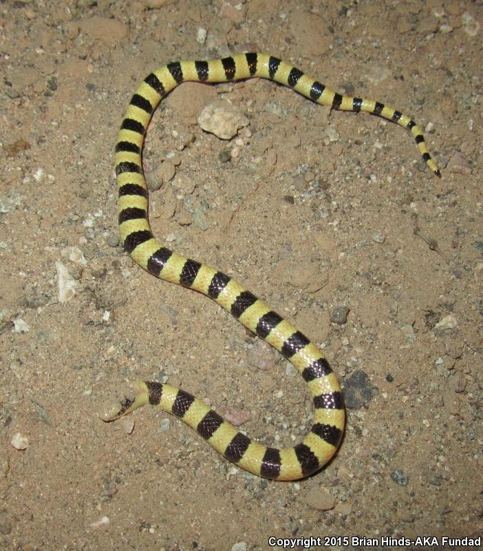 Mojave Shovel-nosed Snake (Chionactis occipitalis occipitalis)