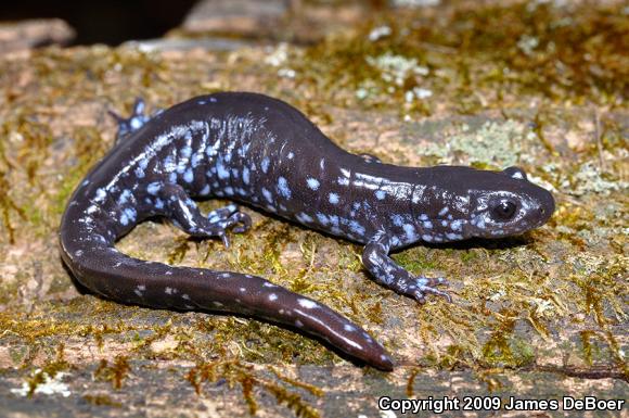 Blue-spotted Salamander (Ambystoma laterale)