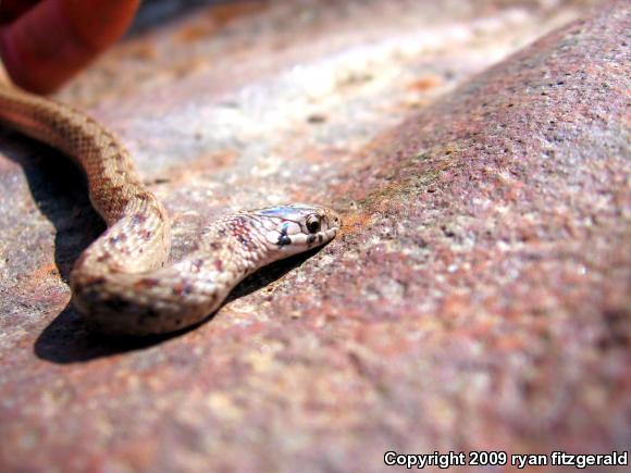 Northern Brownsnake (Storeria dekayi dekayi)