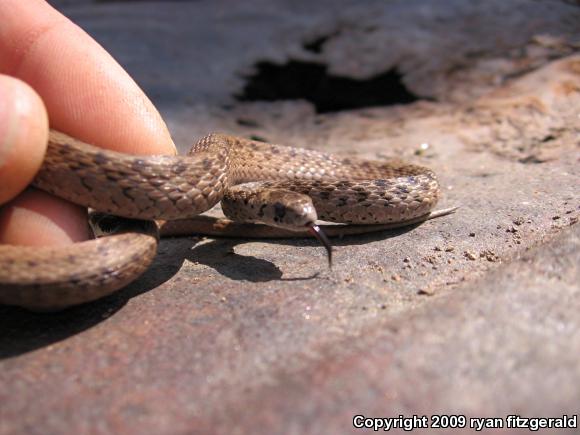 Northern Brownsnake (Storeria dekayi dekayi)