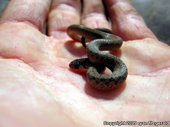 Northern Brownsnake (Storeria dekayi dekayi)