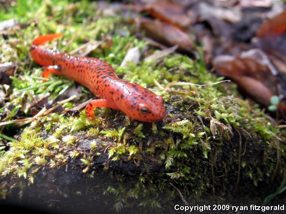 Northern Red Salamander (Pseudotriton ruber ruber)