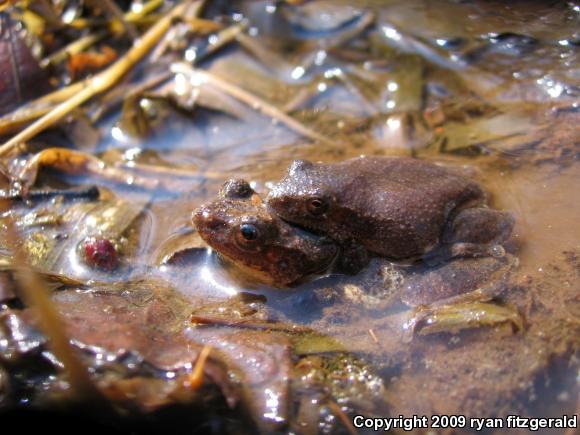 Northern Spring Peeper (Pseudacris crucifer crucifer)