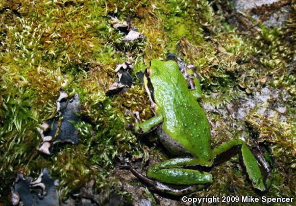 Sierran Treefrog (Pseudacris sierra)