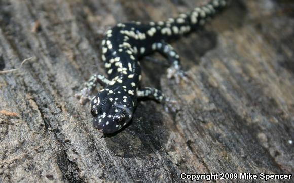 Speckled Black Salamander (Aneides flavipunctatus flavipunctatus)