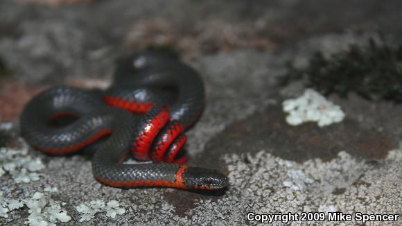 Pacific Ring-necked Snake (Diadophis punctatus amabilis)