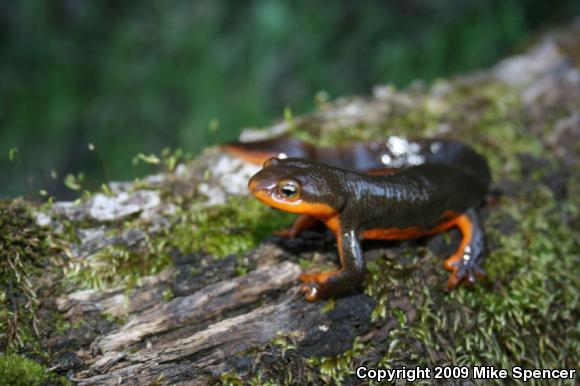 Rough-skinned Newt (Taricha granulosa)