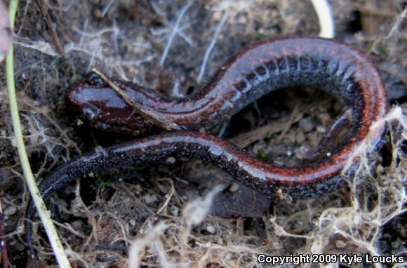 Eastern Red-backed Salamander (Plethodon cinereus)