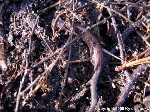 Eastern Red-backed Salamander (Plethodon cinereus)