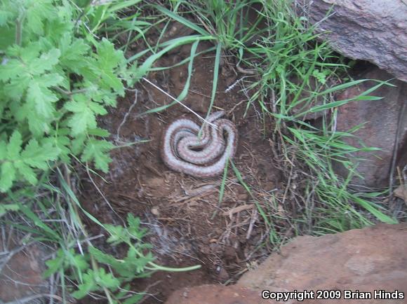 Coastal Rosy Boa (Lichanura trivirgata roseofusca)