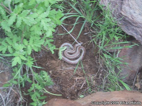 Coastal Rosy Boa (Lichanura trivirgata roseofusca)