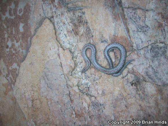 Coastal Rosy Boa (Lichanura trivirgata roseofusca)