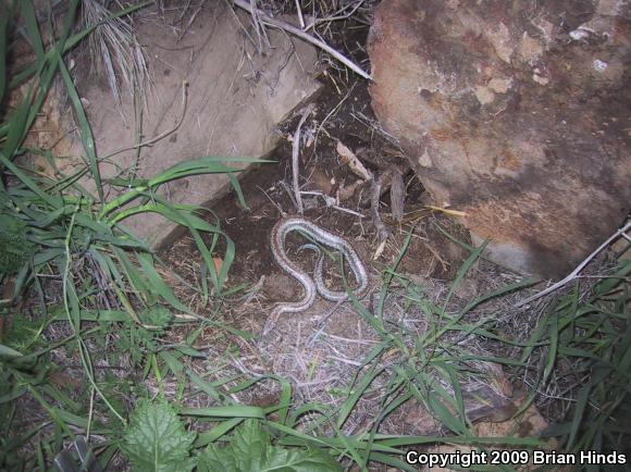 Coastal Rosy Boa (Lichanura trivirgata roseofusca)