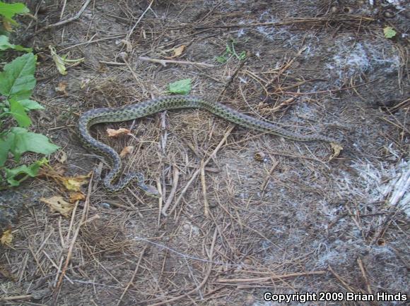 San Diego Gopher Snake (Pituophis catenifer annectens)