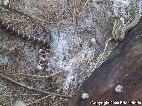 San Diego Gopher Snake (Pituophis catenifer annectens)