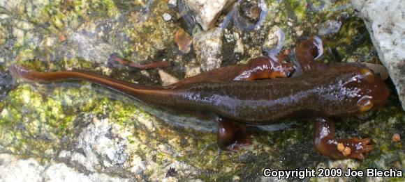 Coast Range Newt (Taricha torosa torosa)