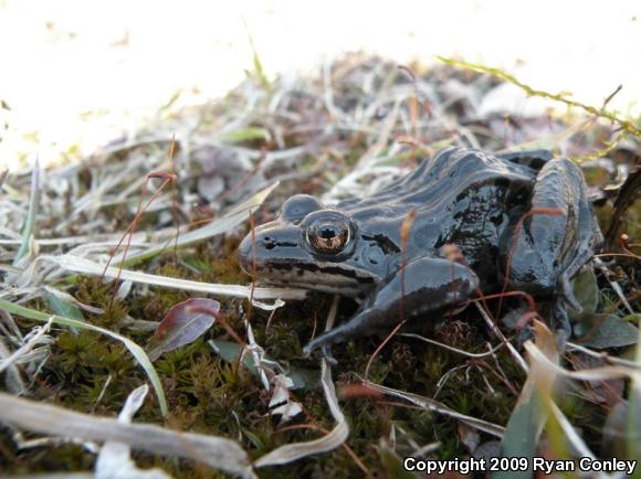 Northern Leopard Frog (Lithobates pipiens)