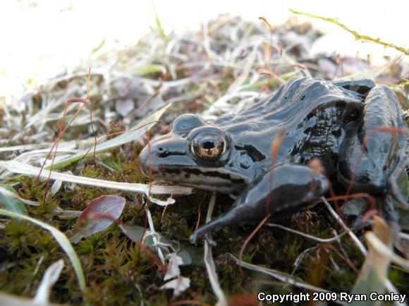 Northern Leopard Frog (Lithobates pipiens)