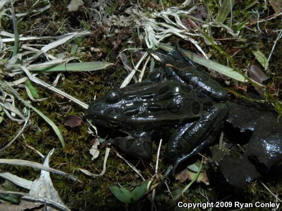 Northern Leopard Frog (Lithobates pipiens)