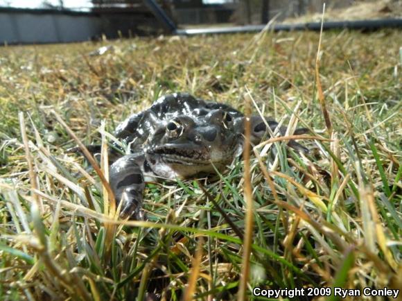 Northern Leopard Frog (Lithobates pipiens)