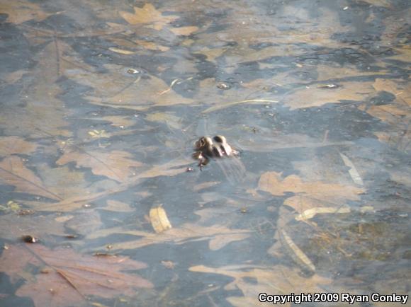 Northern Leopard Frog (Lithobates pipiens)