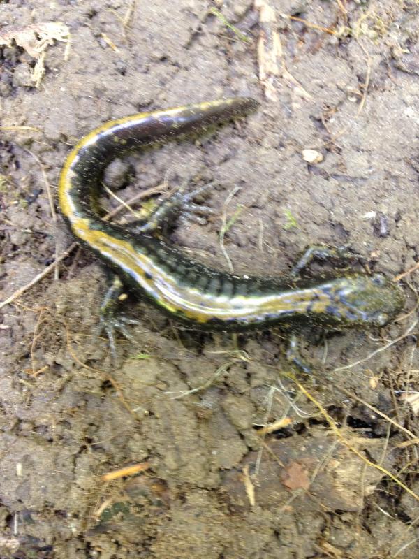 Western Long-toed Salamander (Ambystoma macrodactylum macrodactylum)