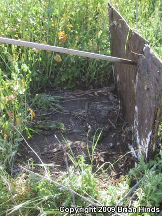 Southern Pacific Rattlesnake (Crotalus oreganus helleri)