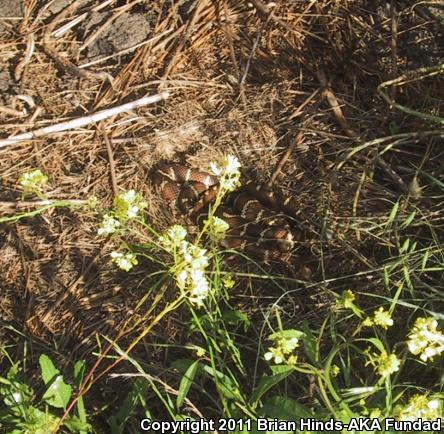 California Kingsnake (Lampropeltis getula californiae)