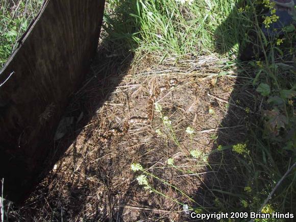 California Kingsnake (Lampropeltis getula californiae)