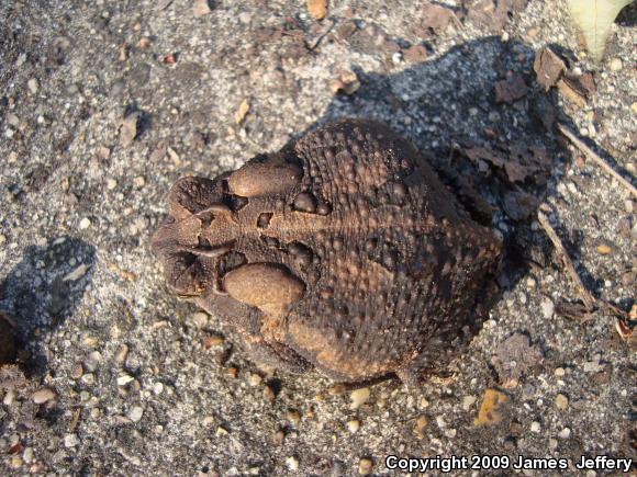 Southern Toad (Anaxyrus terrestris)