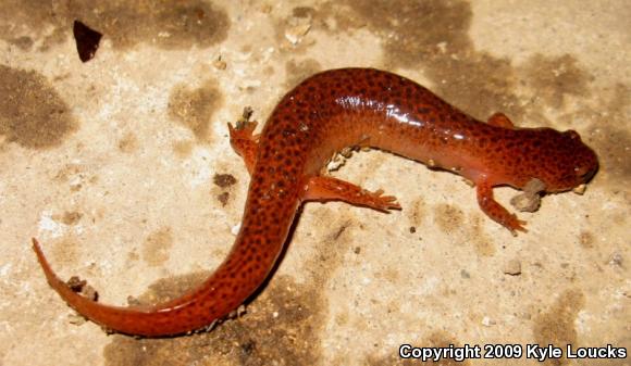 Northern Red Salamander (Pseudotriton ruber ruber)