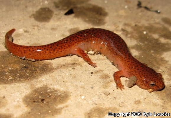 Northern Red Salamander (Pseudotriton ruber ruber)