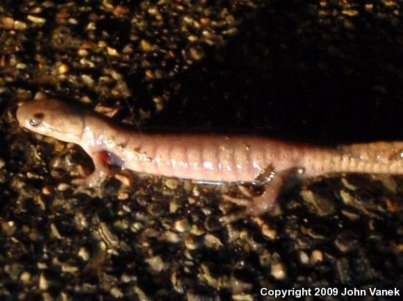 Jefferson Salamander (Ambystoma jeffersonianum)