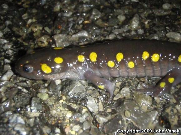 Spotted Salamander (Ambystoma maculatum)