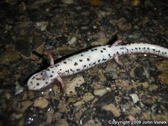 Four-toed Salamander (Hemidactylium scutatum)