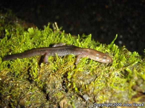 Allegheny Mountain Dusky Salamander (Desmognathus ochrophaeus)