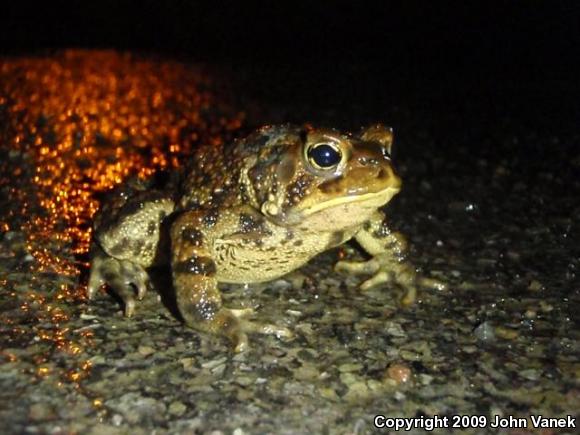 American Toad (Anaxyrus americanus)