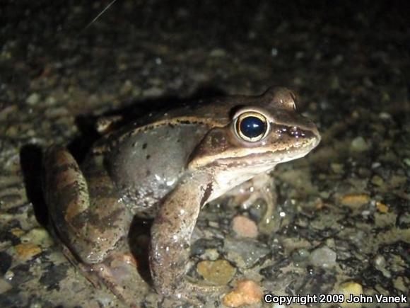 Wood Frog (Lithobates sylvaticus)