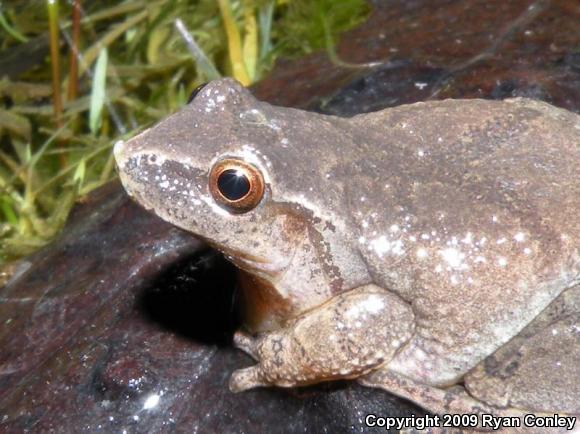 Northern Spring Peeper (Pseudacris crucifer crucifer)