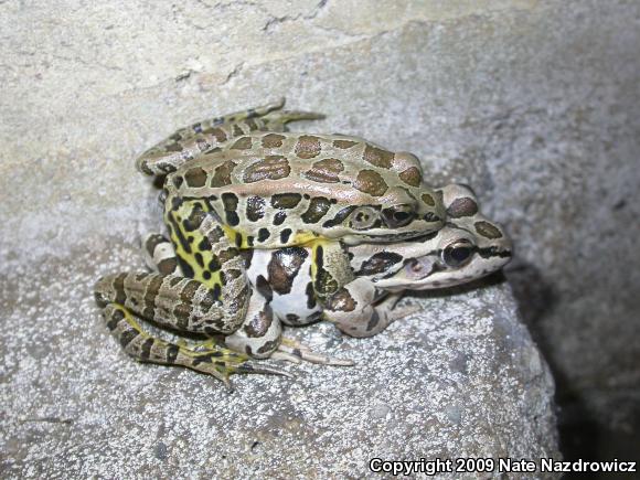 Pickerel Frog (Lithobates palustris)