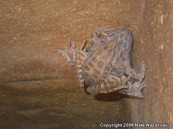 Pickerel Frog (Lithobates palustris)