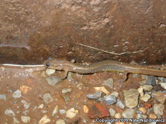 Northern Two-lined Salamander (Eurycea bislineata)