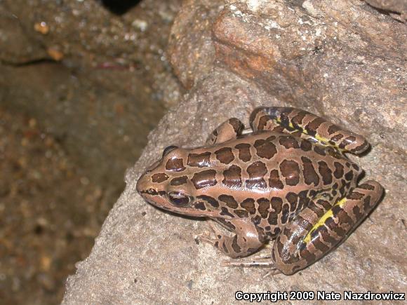 Pickerel Frog (Lithobates palustris)