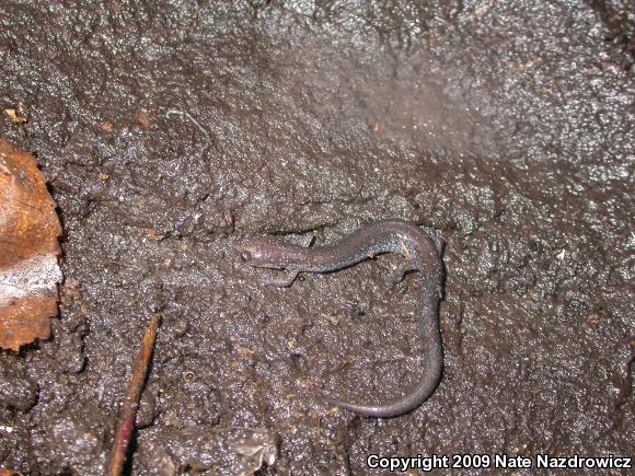 Eastern Red-backed Salamander (Plethodon cinereus)