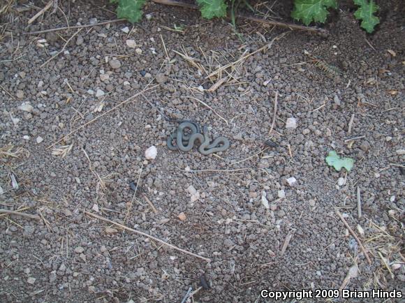 San Bernardino Ring-necked Snake (Diadophis punctatus modestus)